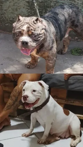 Filhote de American Bully
