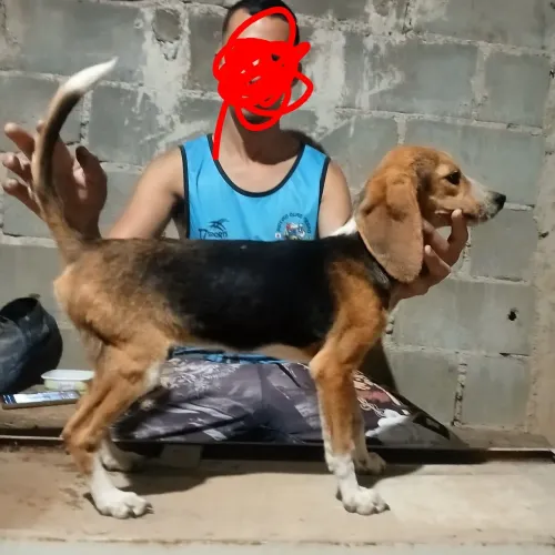 Beagle