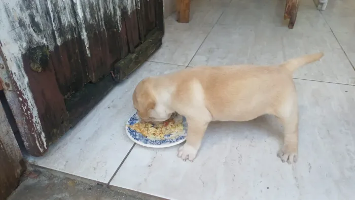 Vende-se cachorra fêmea labradora filhote com um mês hoje mãe no local