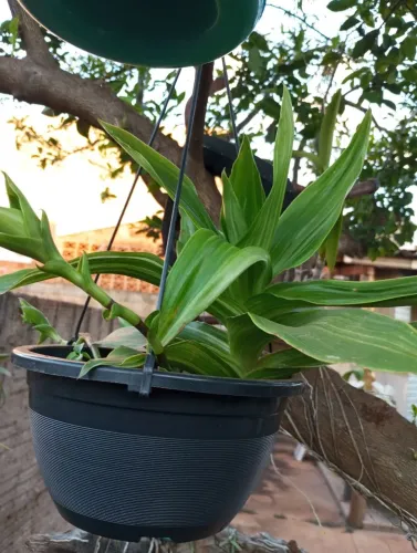 Vendo esta muda de orquídea pendente