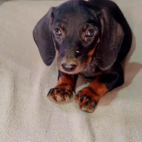 Filhotes de cofap ( daschund)