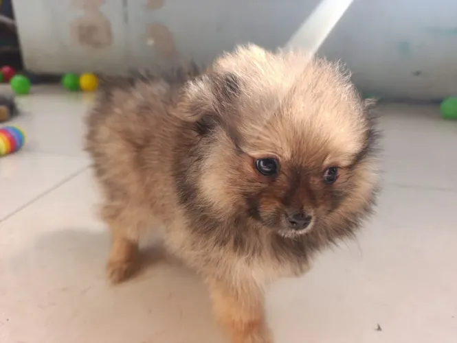 Lulu da pomerania fêmea