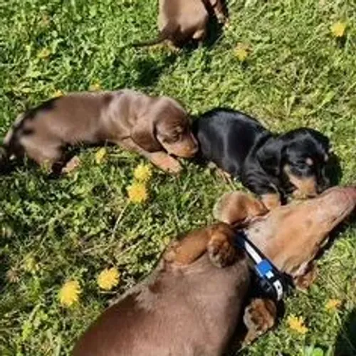 Dachshund,Dachshund Filhote Estrutura Perfeita Disponível