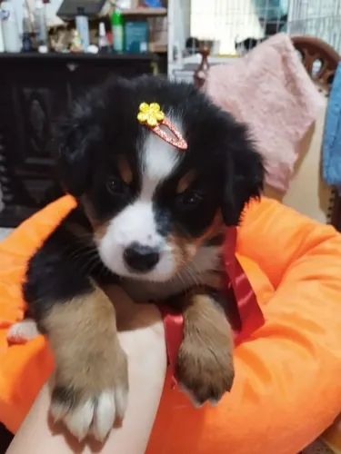 Bernese montaindog 