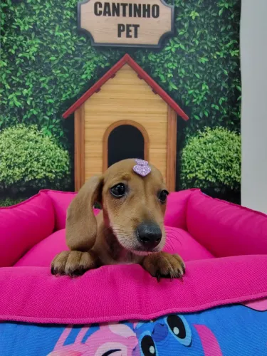 Basset Machos e Fêmeas, Entrega Imediata, Parcelamos em 10x sem juros