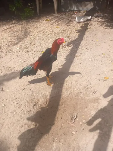 Frango 7meses ótima genética