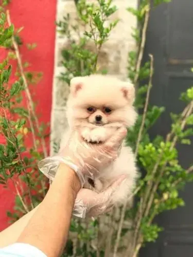 Spitz alemão anão - Filhotes Criados com Responsabilidade e Excelência