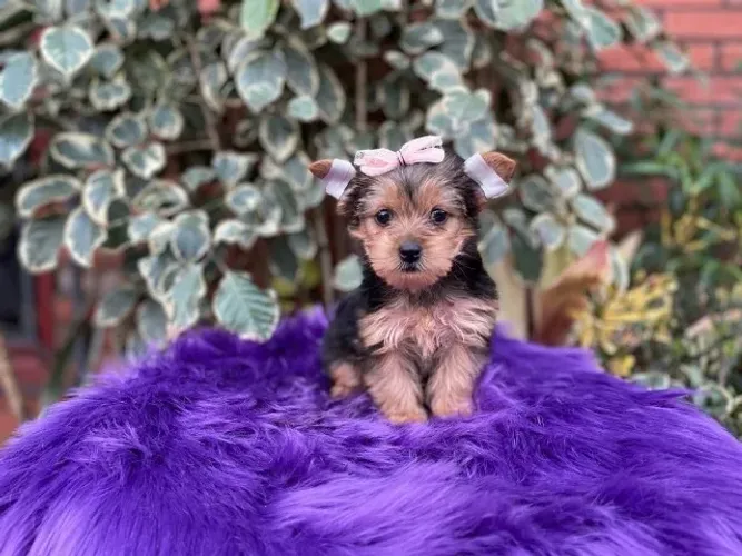 Yorkshire Terrier,Yorkshire Terrier Filhote Top Padrão da Raça