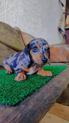 Dachshund, Teckel, Basset Salsicha, Salsichinha 
