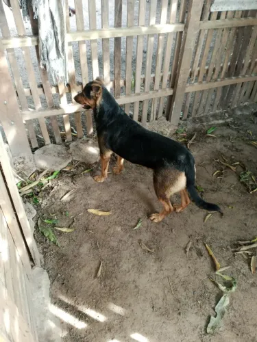 Fêmea Pastor Alemão