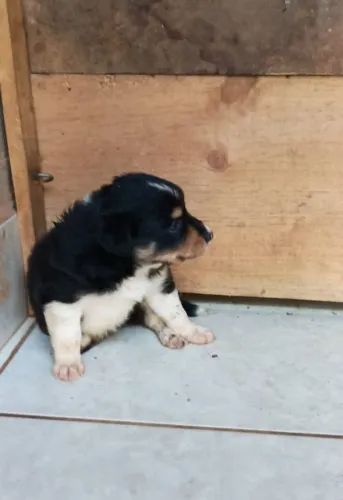 Border Collie - fêmea