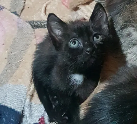 Doação gatinhas fêmeas 