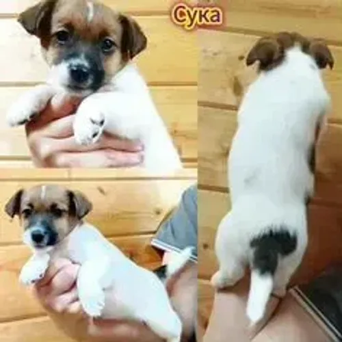 Jack Russell Terrier,Jack Russell Terrier Filhote Linda Linhagem Disponível