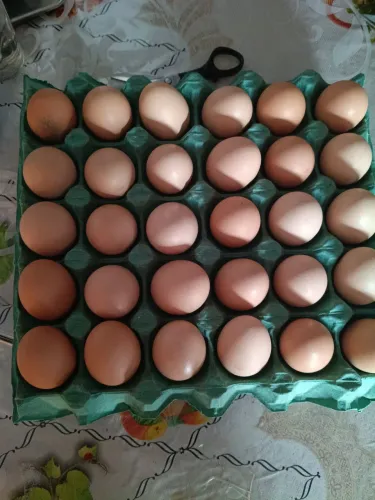 Vendo ovos 15 reais a dúzia 