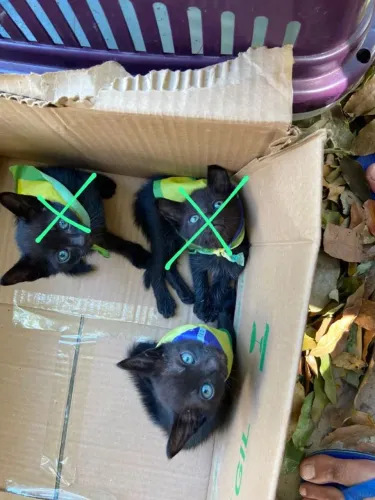 Gatos pretos
