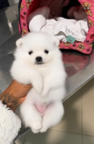 Lulu da pomerania anã