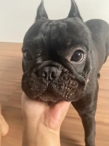 Bulldog Francês Para Cruzamento