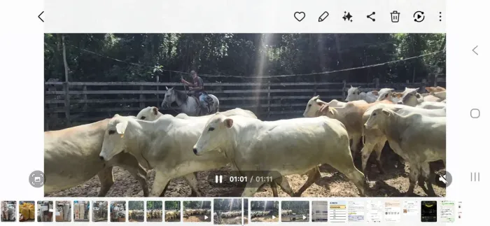 LOTE DE NOVILHAS NELORES PRENHES  À VENDA 