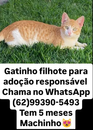 Gatinho Filhote