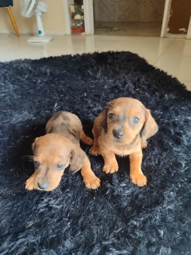 Filhotes Dachshund