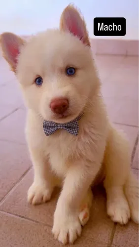Cachorro 
