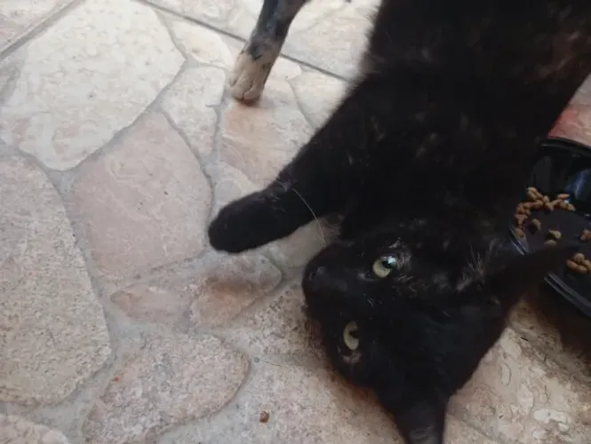 Doa-se gatinha super dócil filhote