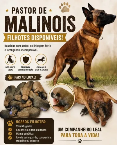 Filhotes de Pastor Belga Malinois disponíveis!