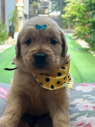Golden fofinho para a família