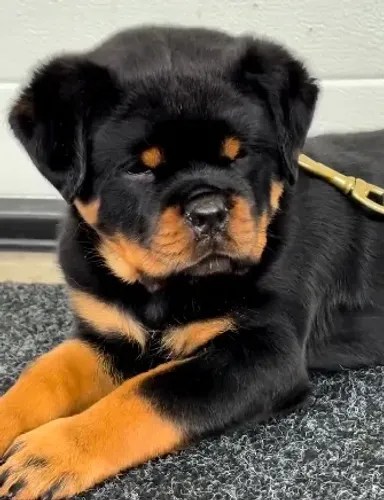 ROTTWEILER FILHOTES
