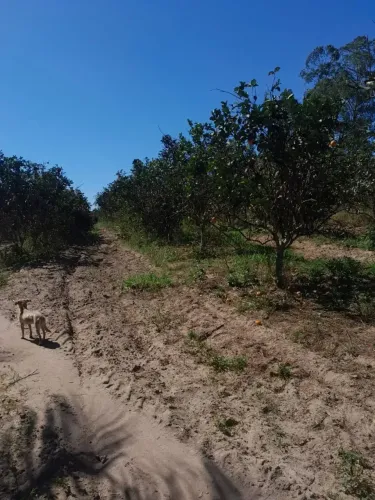 Excelente Sítio com mais de 450 pés de laranja à uma Hora do Rio de Janeiro