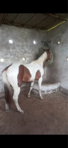 Cavalo Égua Paint Horse