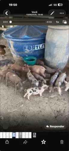 Leitões a venda