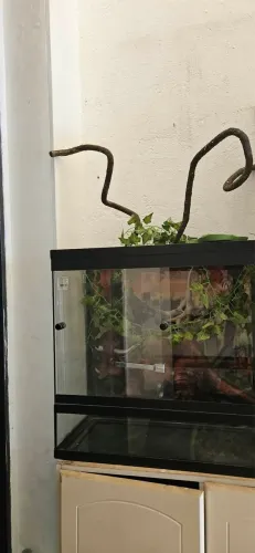 Terrário 