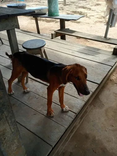 Cachorro americano