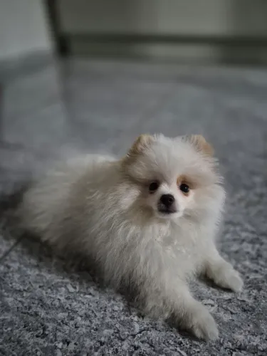 Lulu da Pomerânia