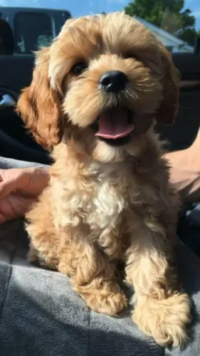 Poodle - Muito carinho e fofura em pequenos filhotes especiais