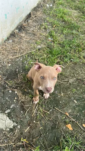 Pitbull fêmea 