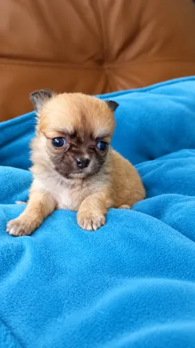 CHIHUAHUA LINDO