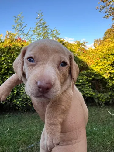 Dachshund
