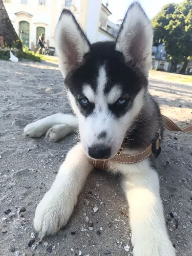 Cachorro hansky siberiano 