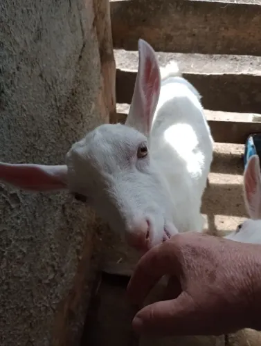 Cabrito 