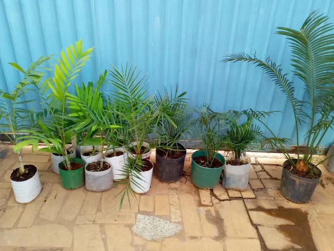 Vendo palmeiras de jardim com quatro espécie 