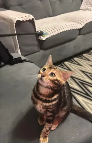Gata Bengal
