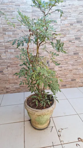 Vaso para plantas em concreto