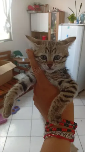 Doação gato filhote 45 dias