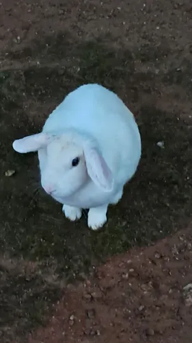 Vende-se Lindos Coelhos