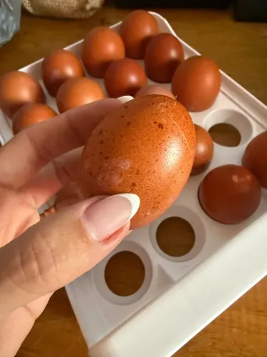 Ovos marans