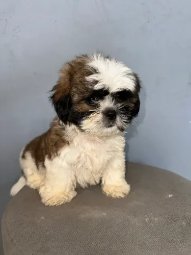 Vendo Shih-tzu macho 