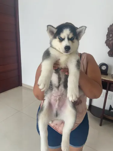 FILHOTES HUSKY 