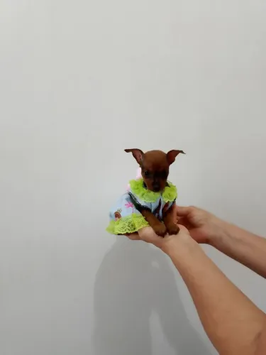 Pinscher Miniatura 1